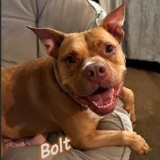 Bolt thumbnail 5