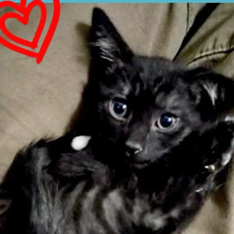 A young small-sized male Black Domestic Short Hair cat named Obsidian for adoption in Los Angeles, CA