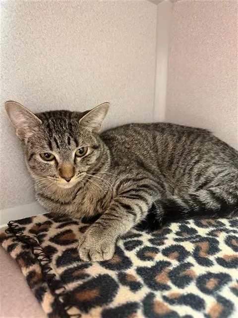 A young medium-sized female Domestic Short Hair cat named Chamaka for adoption in Omaha, NE