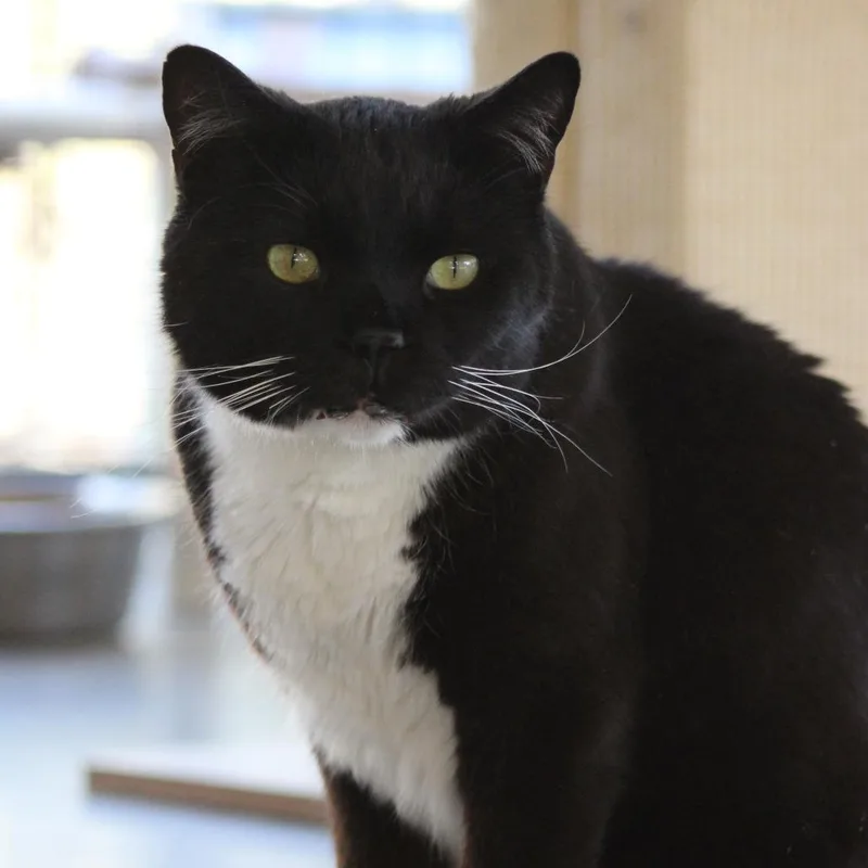 An adult large-sized male Black Domestic Medium Hair cat named Aaron for adoption in Kanab, UT