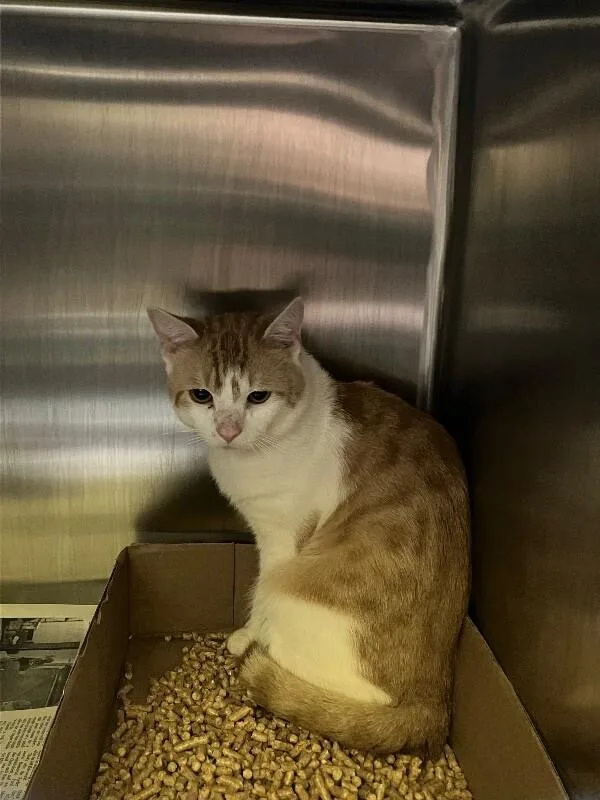 An adult medium-sized male Tabby (Orange / Red) Domestic Short Hair cat named Posada for adoption in Jackson, TN