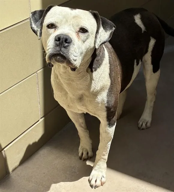 An adult large-sized female Boxer dog named Happy for adoption in Riverside, CA