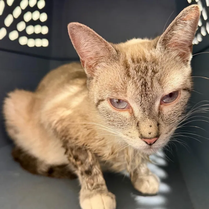 An adult medium-sized female White Siamese cat named Misty for adoption in Tampa, FL
