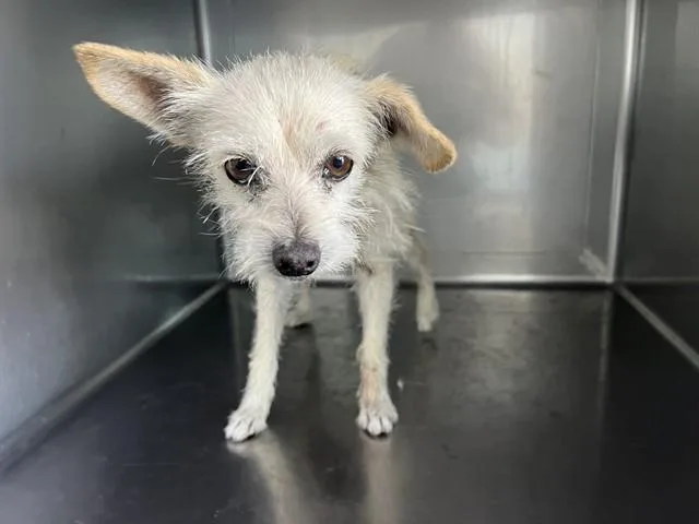 An adult small-sized male Terrier dog named Smurf for adoption in Baldwin Park, CA
