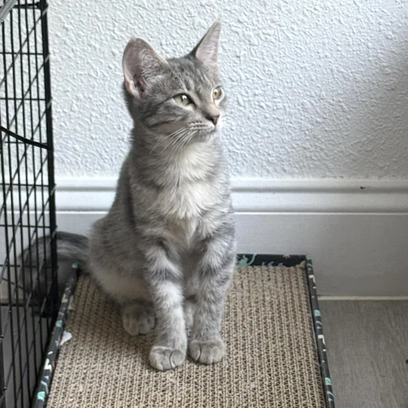 A baby medium-sized female Tabby (Gray / Blue / Silver) Domestic Short Hair cat named Floresita for adoption in Houston, TX