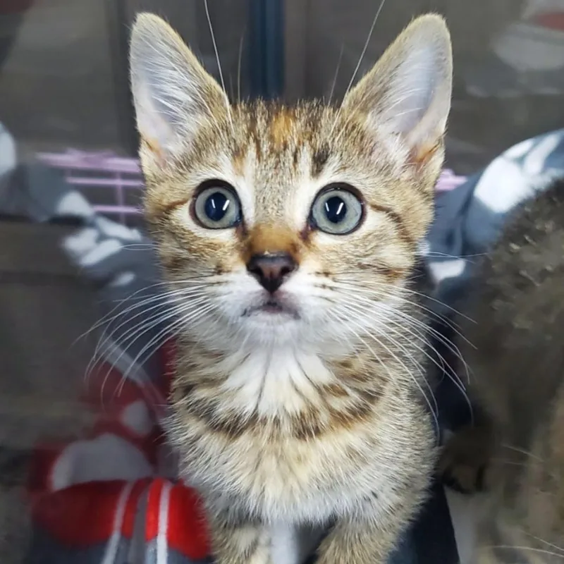 A baby small-sized female Torbie Domestic Short Hair cat named Washi for adoption in Westminster, CA