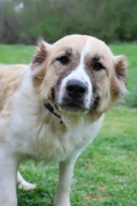 An adult large-sized female Mixed Breed dog named Hanna for adoption in Columbia, TN