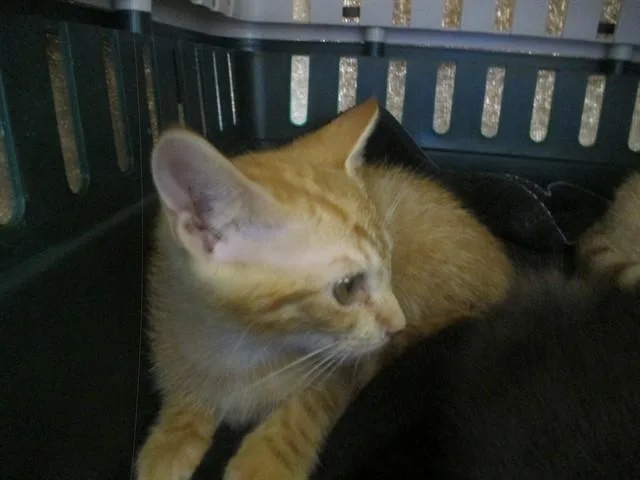 A baby small-sized female Domestic Short Hair cat named Sunset for adoption in Ocala, FL