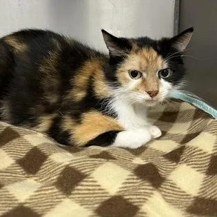 An adult medium-sized female Domestic Short Hair cat named Noodles for adoption in Worcester, MA