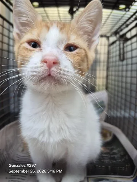 A baby small-sized female Domestic Short Hair cat named Pumpkin for adoption in San Antonio, TX