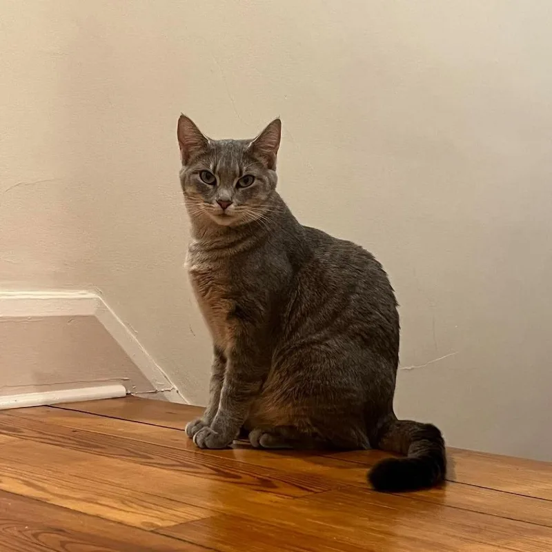 An adult large-sized female Gray / Blue / Silver Domestic Short Hair cat named Emily for adoption in Jarrettsville, MD