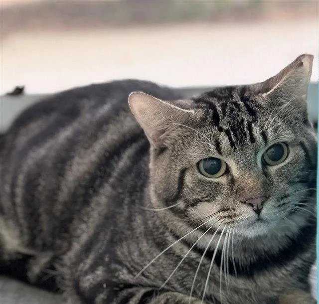 An adult large-sized male Brown / Chocolate Domestic Short Hair cat named Bramble for adoption in Tavares, FL