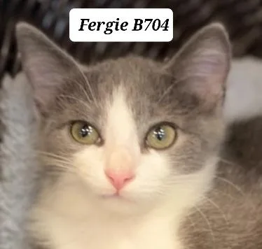 A baby medium-sized female Tortoiseshell Domestic Medium Hair cat named Fergie for adoption in Morganton, NC