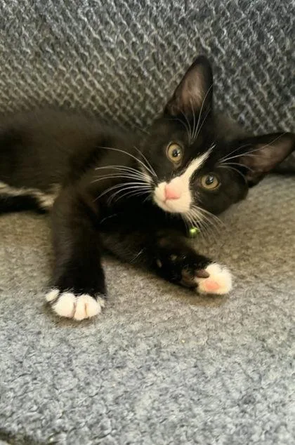 An adult small-sized female Domestic Short Hair cat named Alfalfa for adoption in Berwick, PA