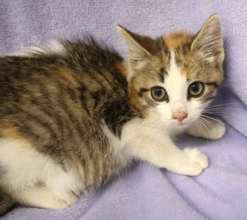 A baby medium-sized female Domestic Medium Hair cat named Girl Scout for adoption in Thief River Falls, MN