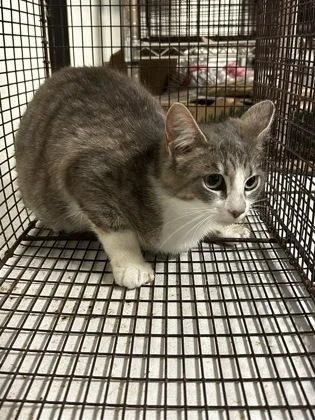 A young small-sized female Domestic Short Hair cat named Krysta for adoption in Bellevue, WA