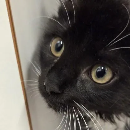 A baby small-sized female Domestic Medium Hair cat named Puff for adoption in Voorhees, NJ