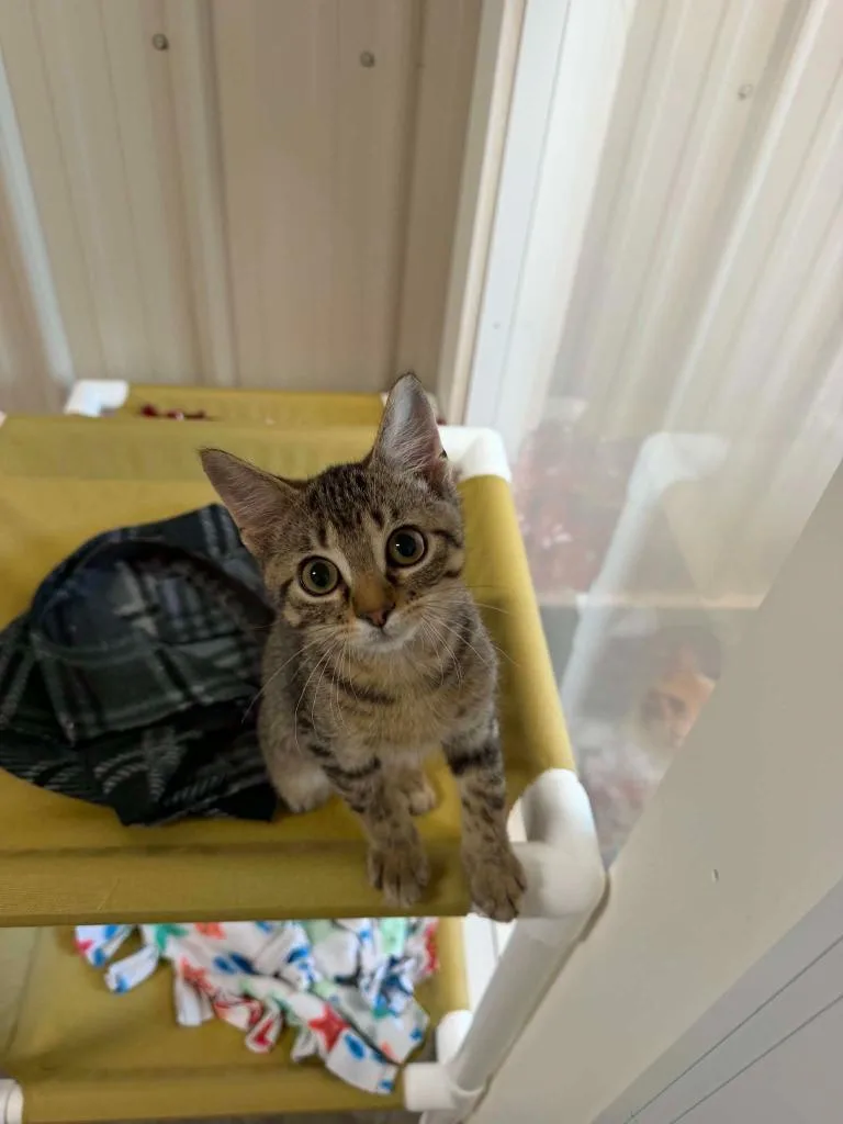A baby medium-sized male Domestic Short Hair cat named Ben for adoption in Medford, WI