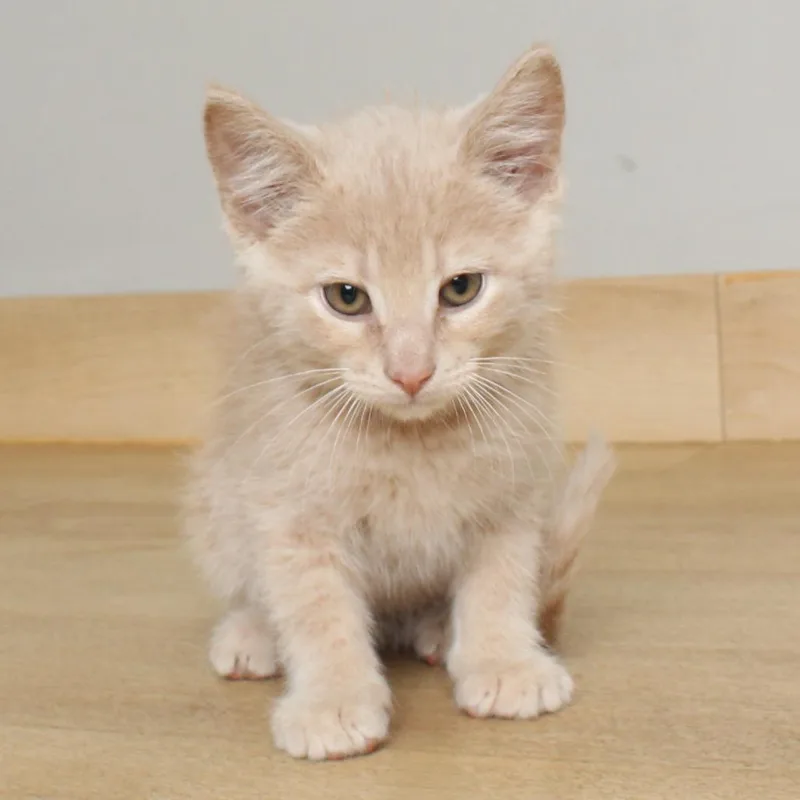 A baby small-sized male Buff / Tan / Fawn Domestic Short Hair cat named Jazz C for adoption in Minnetonka, MN