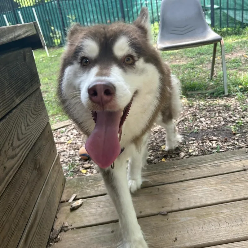 Suki