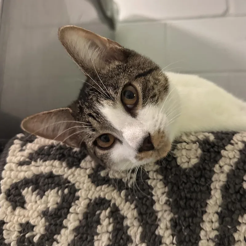 A young medium-sized male Tabby (Gray / Blue / Silver) Domestic Short Hair cat named Owlet Brother of for adoption in East Northport, NY