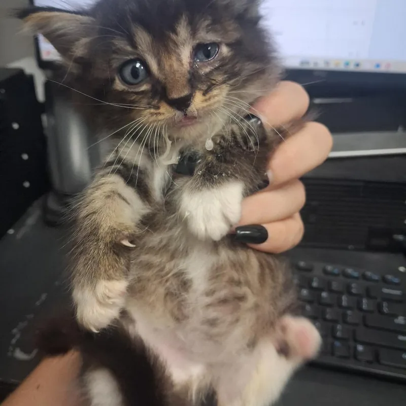 A baby small-sized female Domestic Long Hair cat named Sandy Paws for adoption in Lufkin, TX