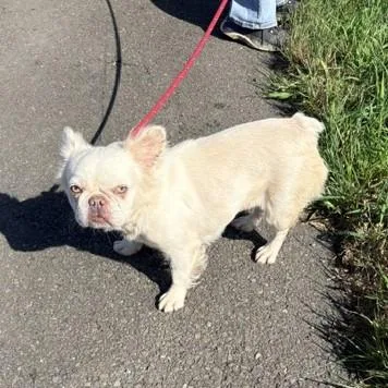 An adult small-sized female French Bulldog dog named Yoga for adoption in Long Beach, WA