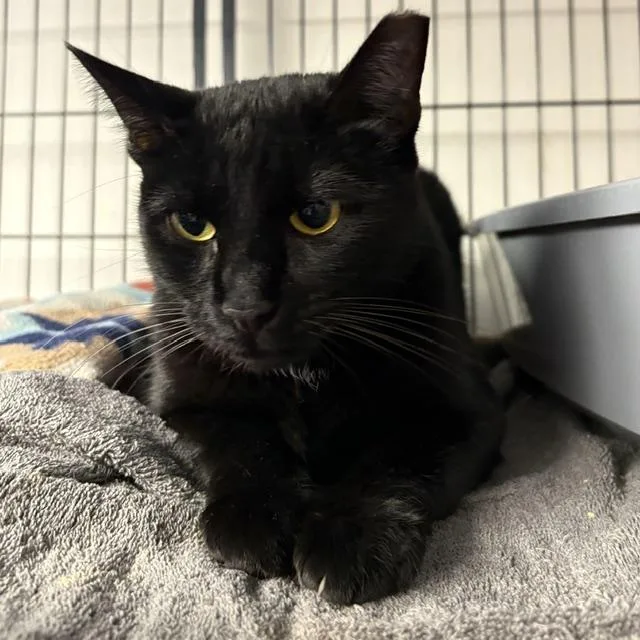 An adult medium-sized female Black Domestic Short Hair cat named Celeste for adoption in Porter, TX