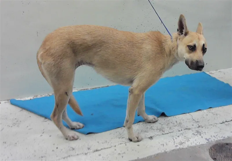 A young medium-sized female German Shepherd Dog dog named Penny for adoption in Houston, TX