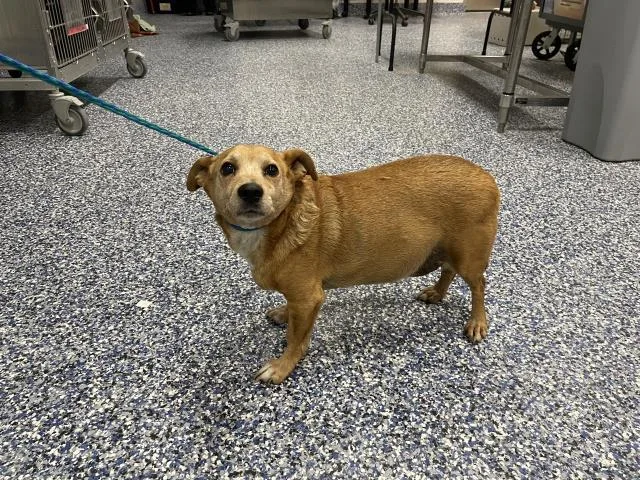 An adult small-sized male Chihuahua dog named A for adoption in Thousand Palms, CA