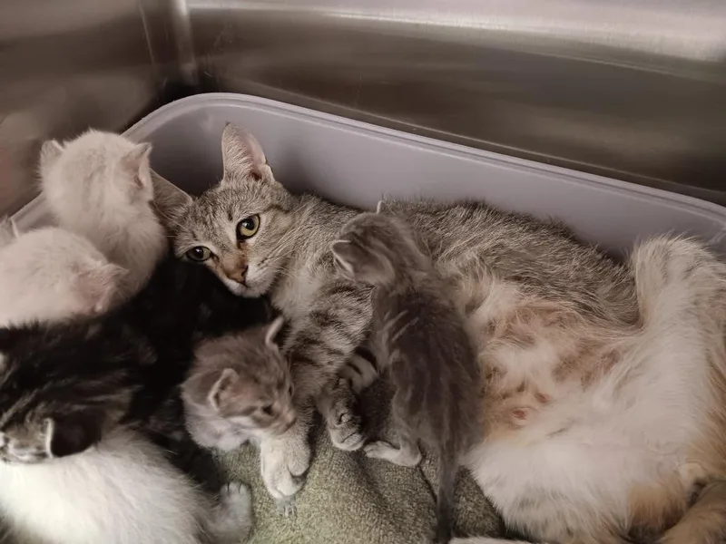 A young medium-sized female Domestic Short Hair cat named Gina for adoption in New Braunfels, TX