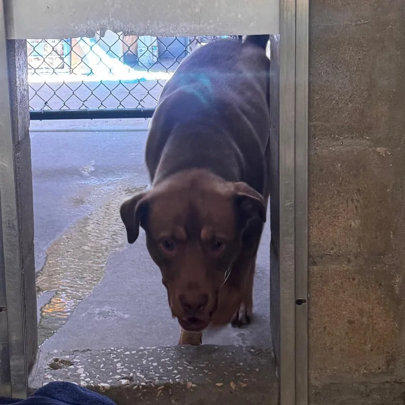 An adult large-sized male Brown / Chocolate Terrier dog named Chencho for adoption in Clearwater, FL