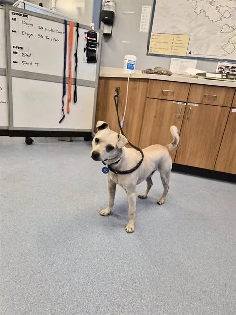 A young small-sized male Chihuahua dog named Winston for adoption in San Jose, CA