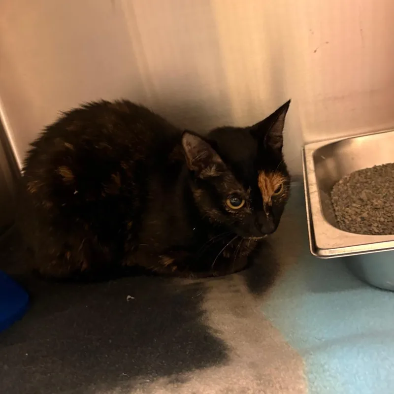 A young small-sized female Tortoiseshell Domestic Short Hair cat named StrayWoodruffFarmRoad"Meowstic " for adoption in Columbus, GA