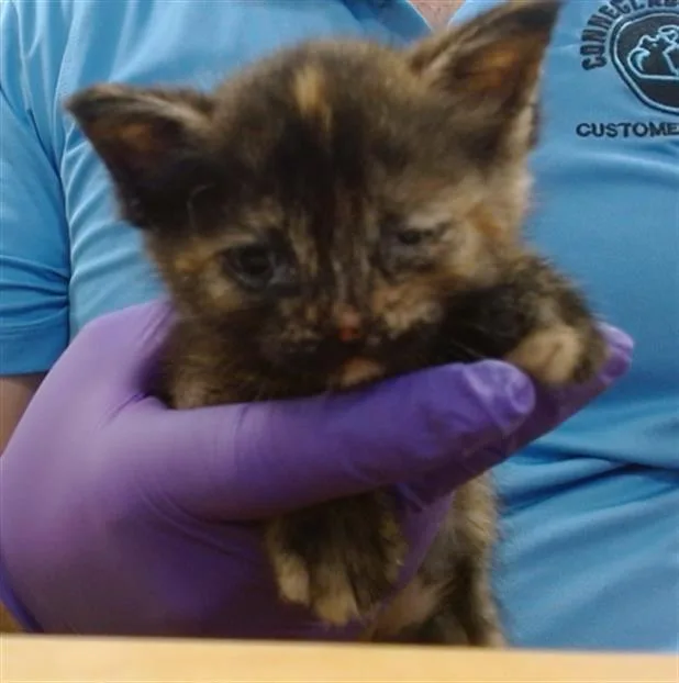 A baby small-sized female Domestic Short Hair cat named Rei for adoption in Miami, FL