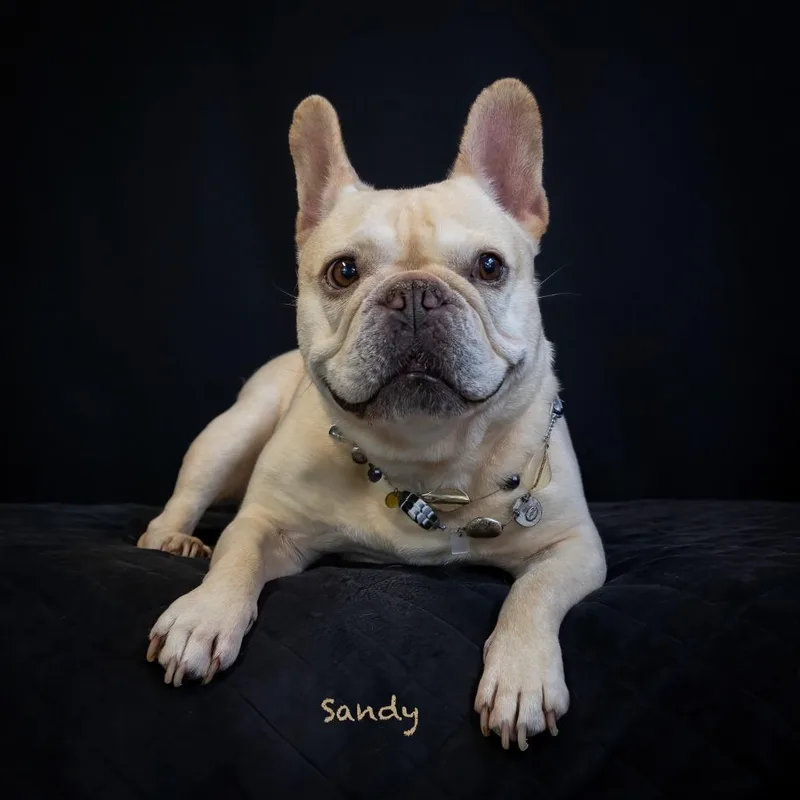 An adult small-sized female French Bulldog dog named Sandy for adoption in Hot Springs Village, AR