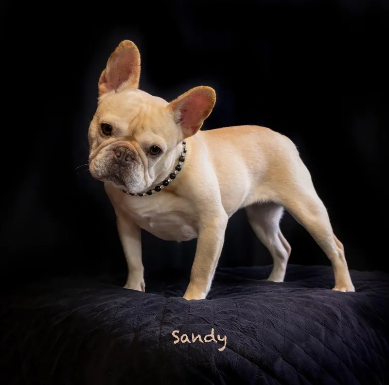 Sandy thumbnail 2