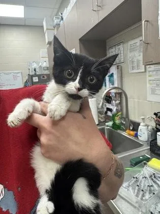 A baby small-sized male Domestic Short Hair cat named French Onion for adoption in Fishers, IN