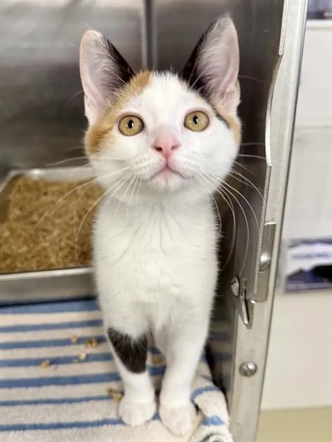A baby small-sized female Domestic Medium Hair cat named A for adoption in Fremont, CA