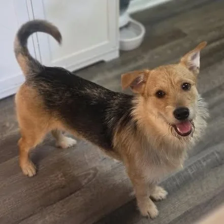 A young medium-sized male Brown / Chocolate Terrier dog named Kaiju for adoption in Blue Springs, MO