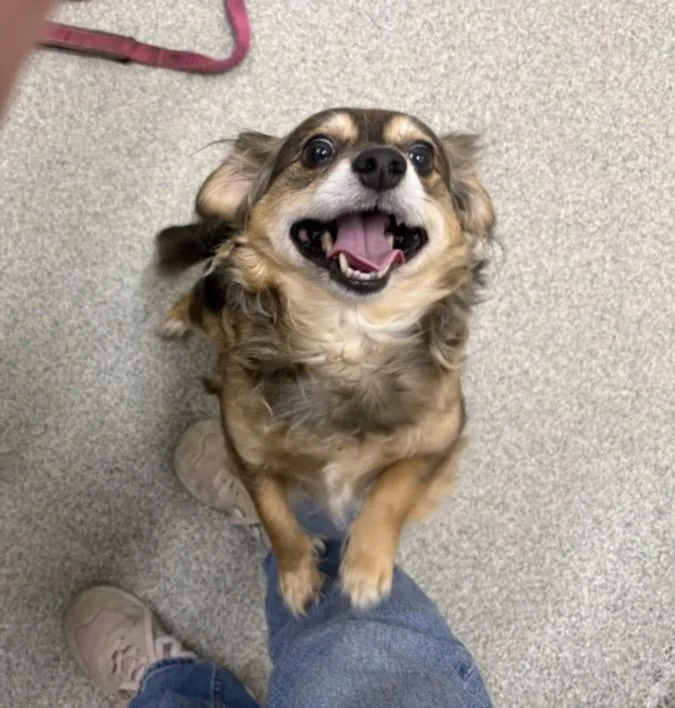 An adult small-sized female Dachshund dog named Chloe for adoption in Loveland, CO