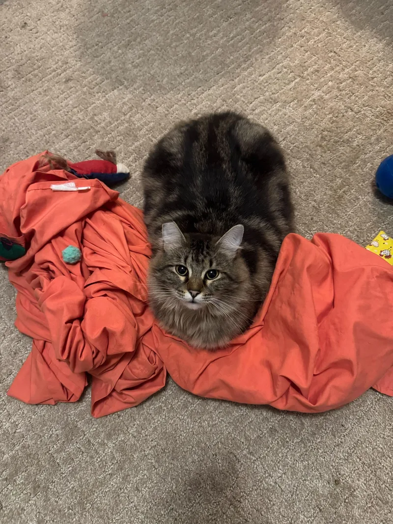 A young medium-sized female Tabby (Brown / Chocolate) Domestic Long Hair cat named Brisket for adoption in Seattle, WA