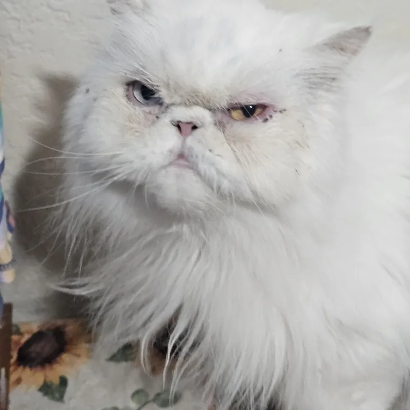 An adult medium-sized female White Persian cat named Sadie and Sterling for adoption in Orlando, FL