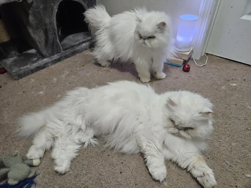 Sadie and Sterling thumbnail 4