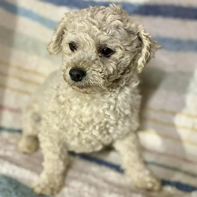 An adult small-sized male White / Cream Maltipoo dog named Gus for adoption in Pelham, NH