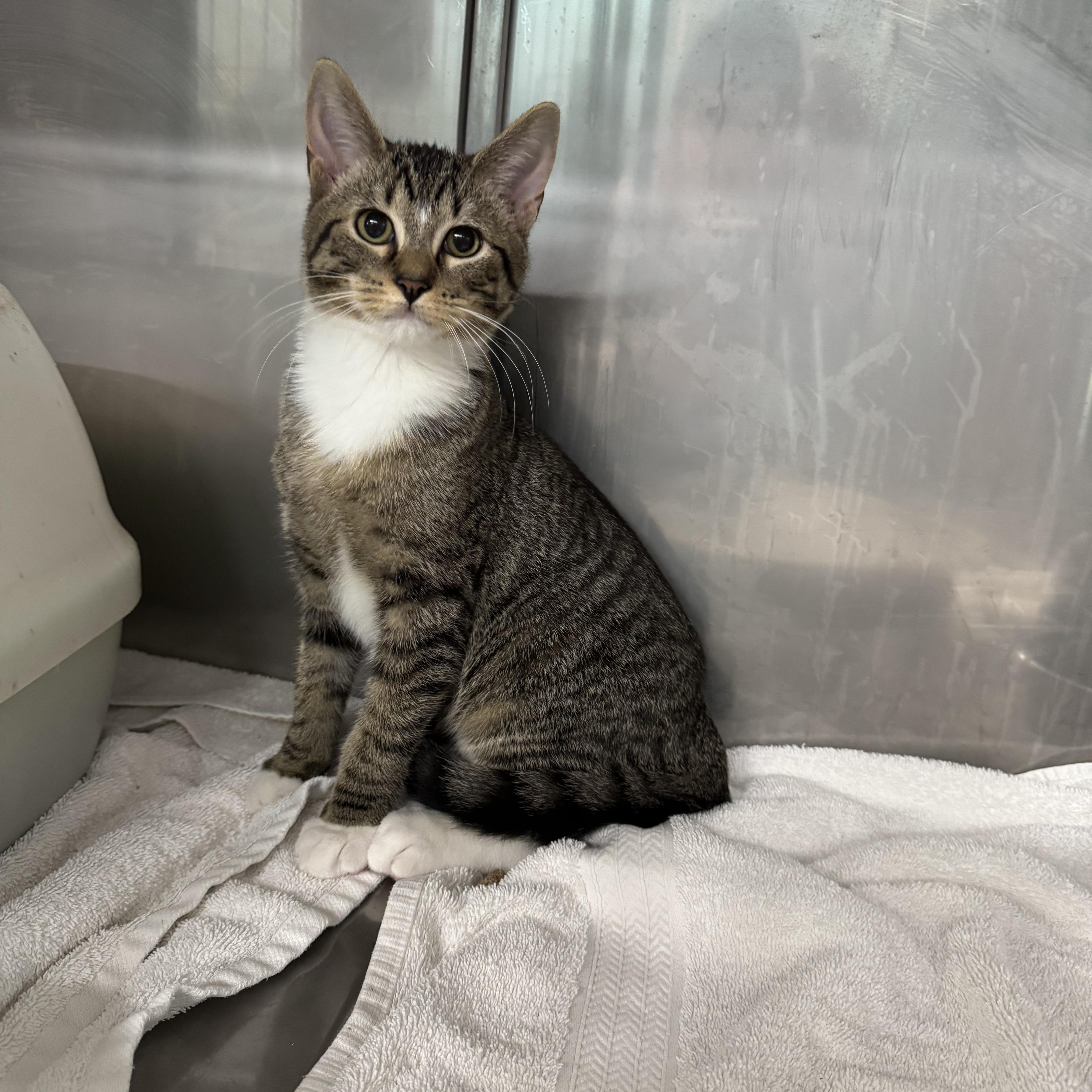 A young medium-sized male Domestic Short Hair cat named Otis for adoption in Boyne City, MI
