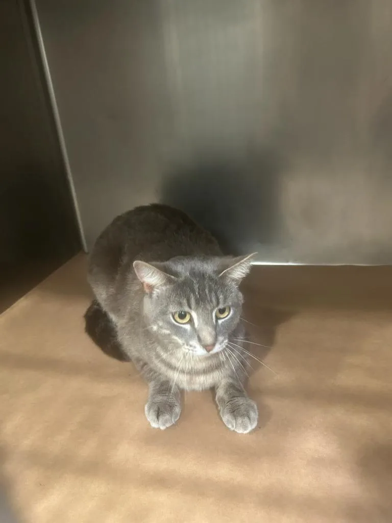 A young large-sized male Domestic Short Hair cat named Toot for adoption in Cartersville , GA