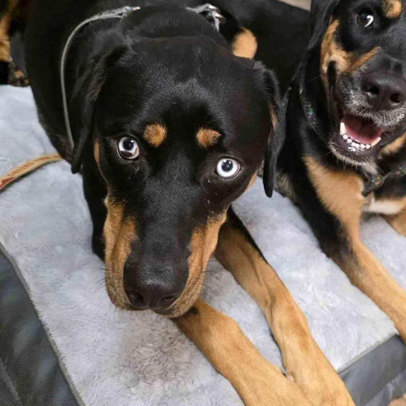 An adult medium-sized female Rottweiler dog named Stella for adoption in Gloucester, VA