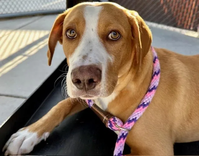 A young small-sized male Basset Hound dog named Hampster for adoption in Tucson, AZ
