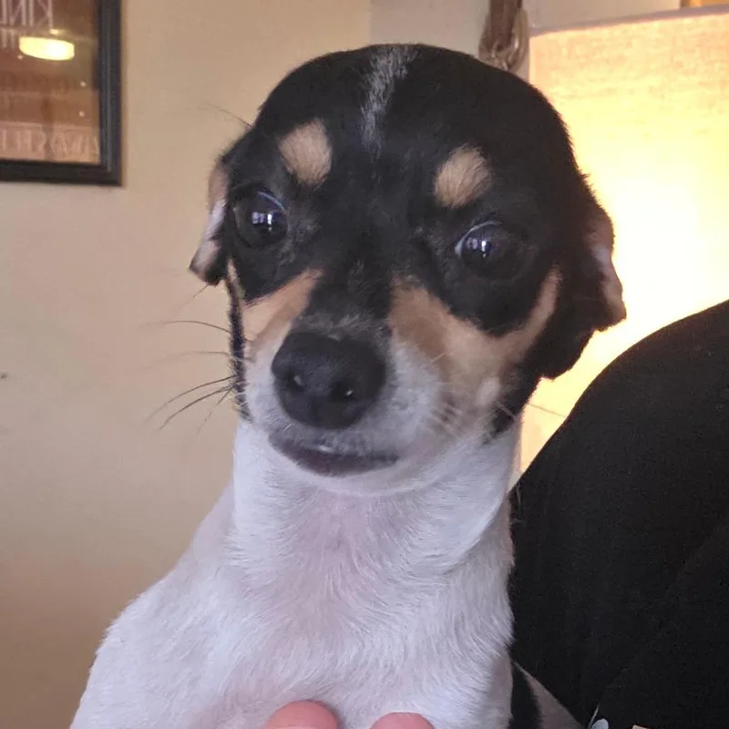 A young small-sized female White / Cream Chihuahua dog named Munkie for adoption in Goltry, OK